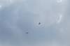 condors_small.jpg