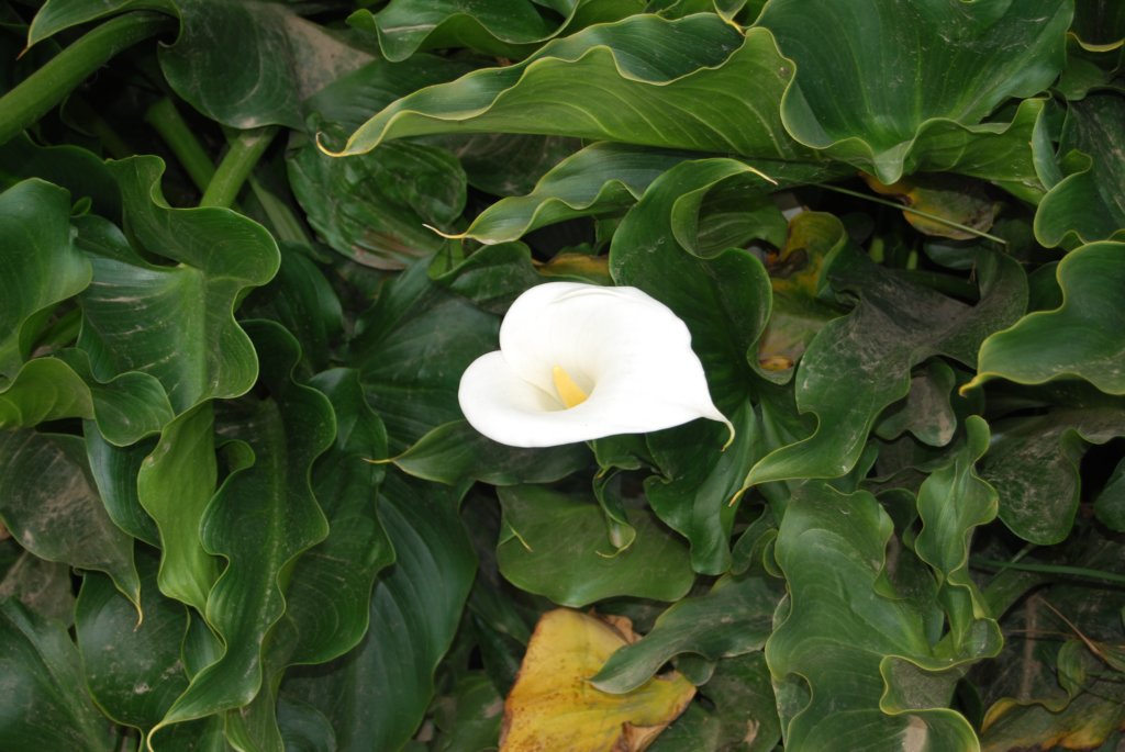 fleur.jpg