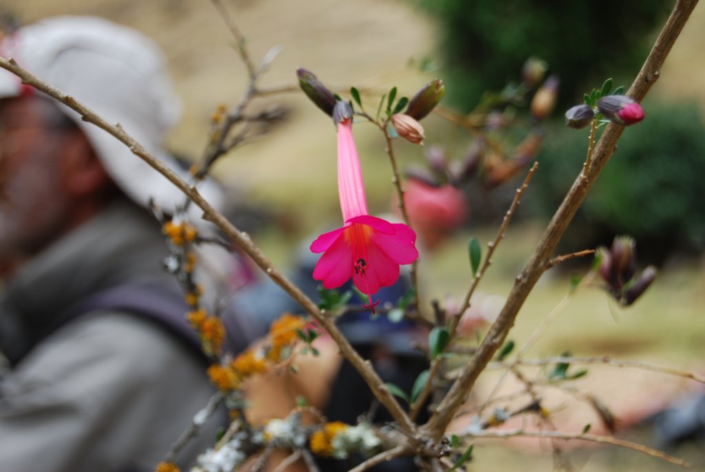 fleur2.jpg