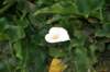 fleur_small.jpg