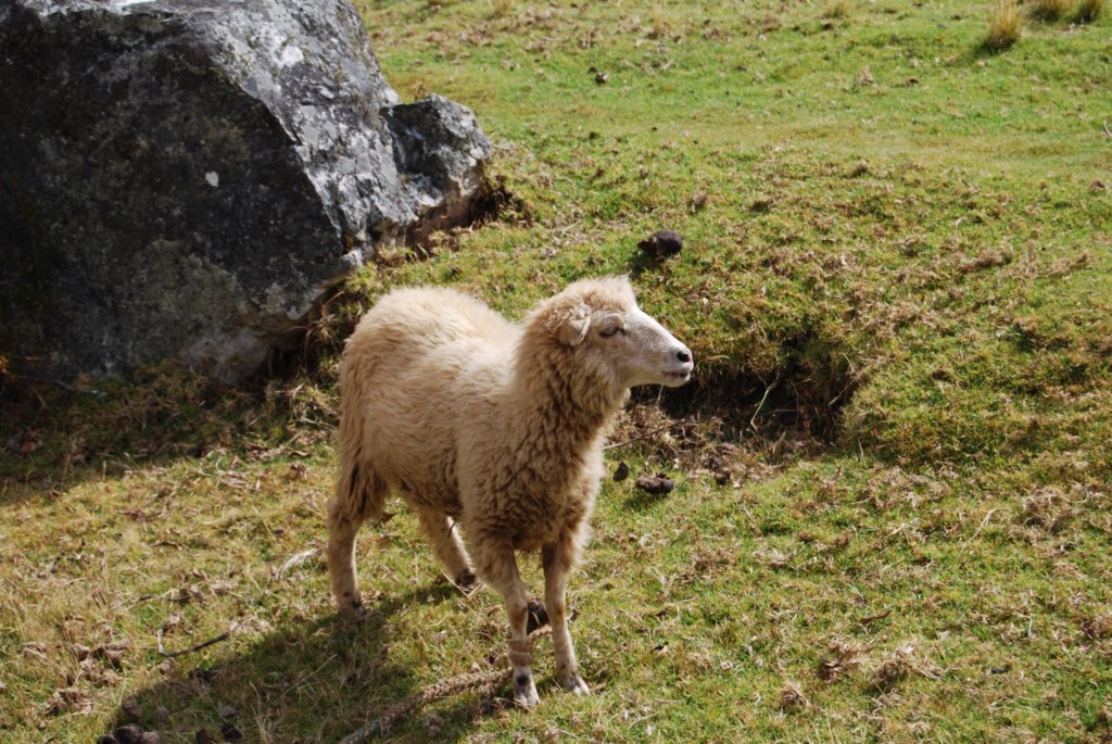 unmouton.jpg