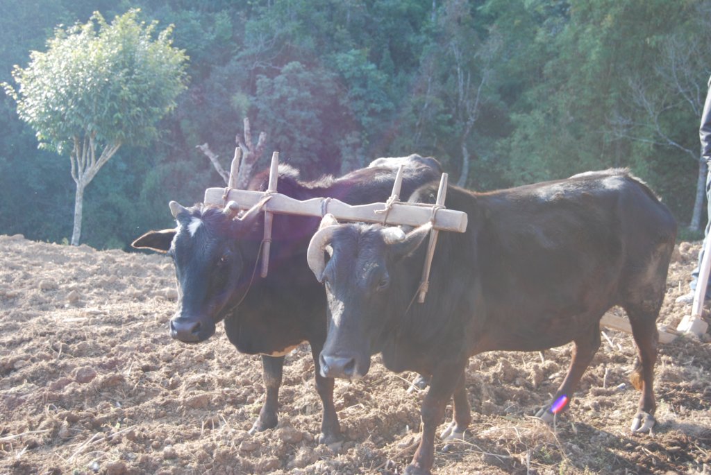 Une photo de l'album « Autour de Pokara » sur le site web de la famille Ratté.