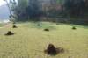 dsc_0700_small.jpg