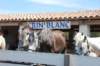 Le Camargue est la monture traditionnelle des gardians; il bénéficie d'une grande notoriété grâce à sa forte image de tradition et de liberté, mais aussi grâce aux histoires de Crin-Blanc.