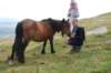Le Pottok (« petit cheval » en basque - Prononciation : 'pottiok' - Pluriel : pottokak) ou Pottock est une race de poney vivant principalement à l'ouest du Pays basque, dans les Pyrénées.