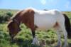 À l’âge adulte, elle est limitée à 1,32 m en montagne. La taille des poneys élevés en prairie peut aller jusqu'à 1,48 m.