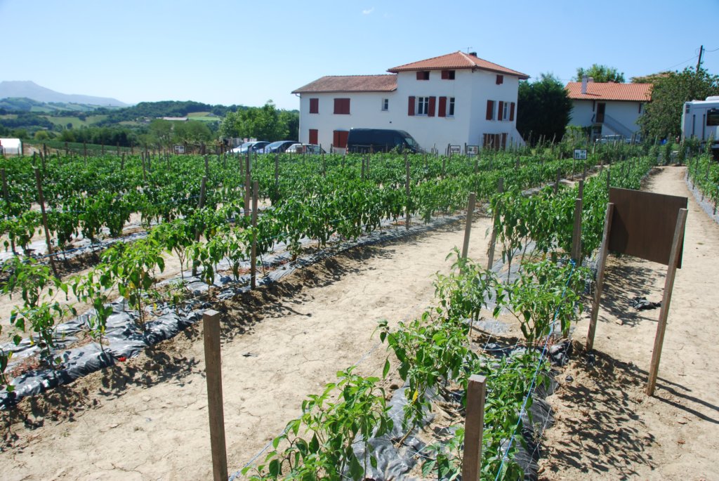 Originaire d'Amérique du Sud, le piment a été introduit au Pays basque au XVIe ou au XVIIe siècle