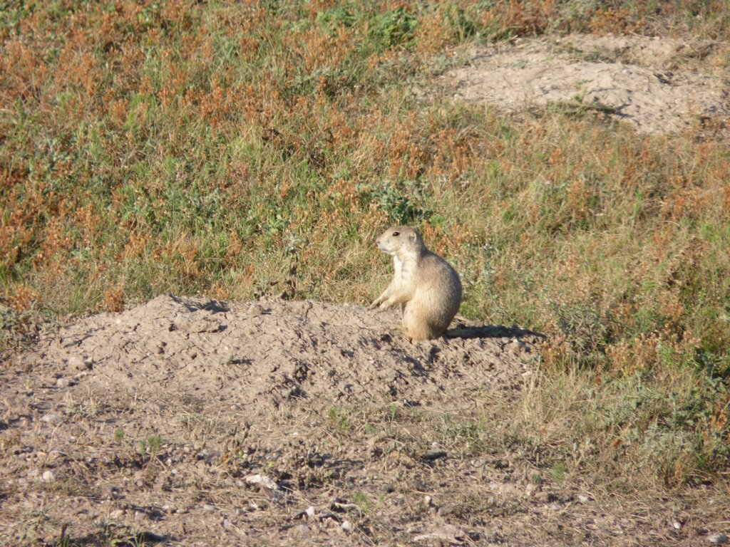 chiendeprairie.jpg