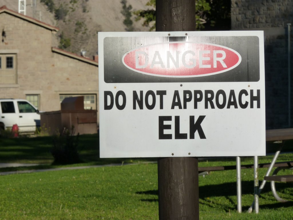Elk: Wapiti