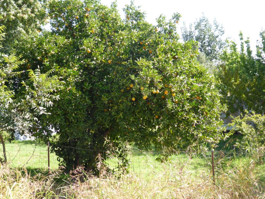 oranges.jpg