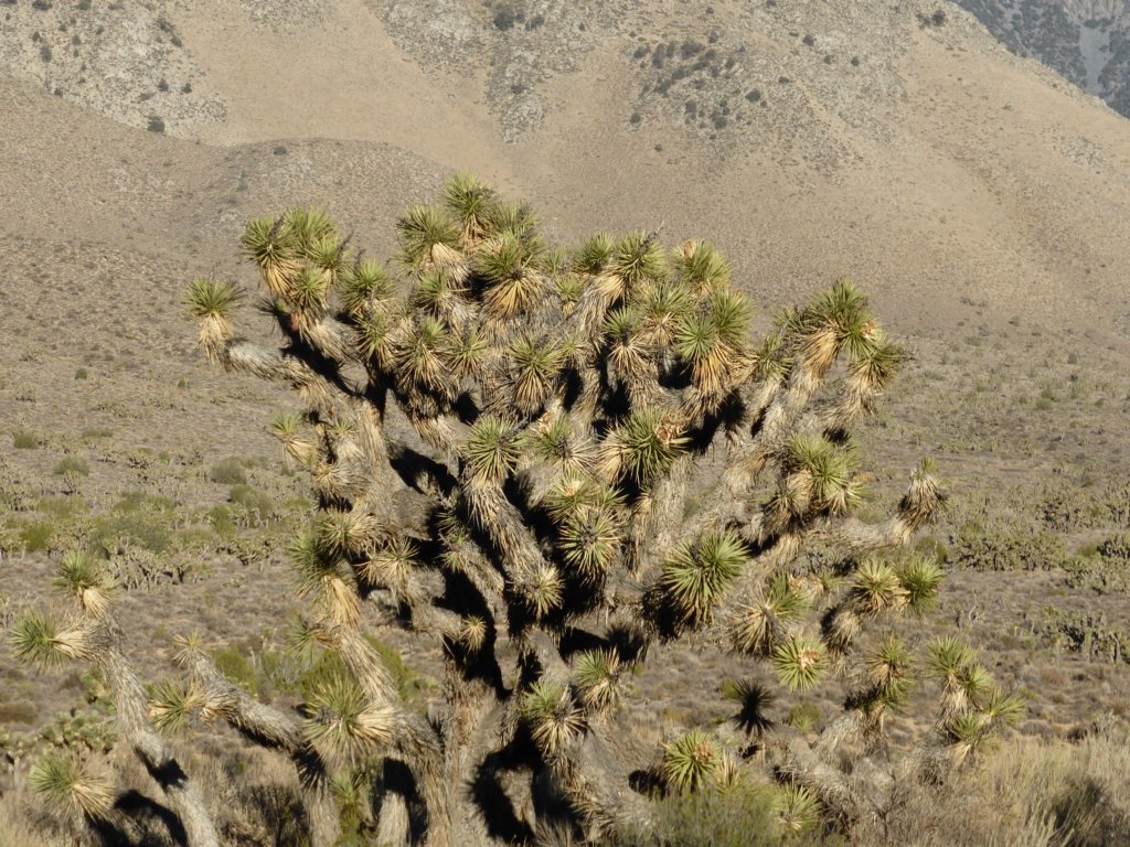 Une photo de l'album « Voyage Ouest US » sur le site web de la famille Ratté.